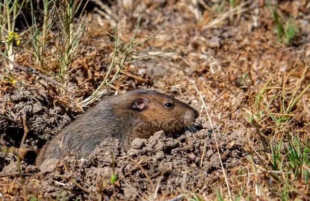 A gopher peeks out of its burrow in brown dirt, surrounded by green grass.