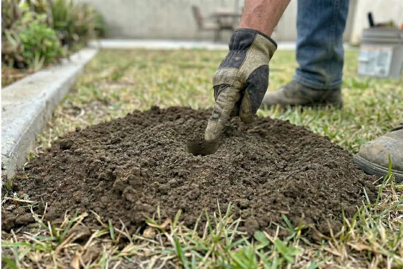 Close-up of crescent-shaped gopher mound with gloved hand pointing to plugged opening
