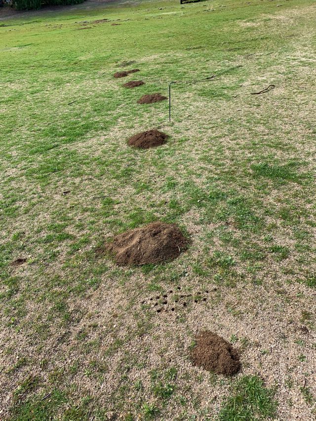 Gopher damage to residential lawn - multiple gopher mounds and tunnels destroying yard